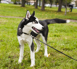 Image showing husky dog outside on a leash walking, green grass in park 