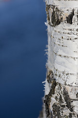 Image showing birch