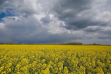 Image showing Rapeseed field landscape