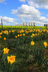 Image showing Farm Silos and daffodils