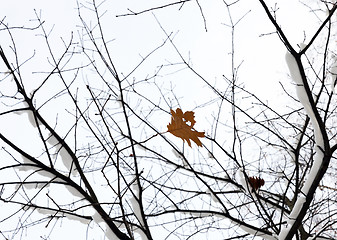 Image showing trees in the snow