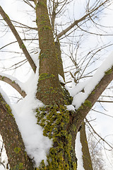 Image showing trees covered with snow