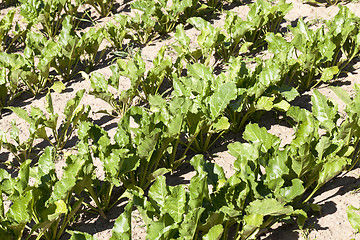 Image showing green beet leaves