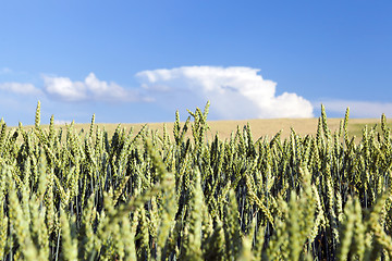 Image showing green immature cereals