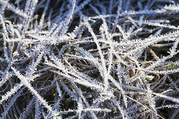 Image showing green grass in the frost