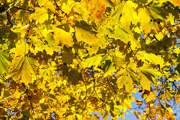 Image showing colorful maple leaves