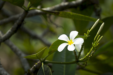 Image showing white frangipani flower