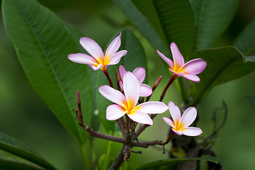 Image showing pink frangipani flower