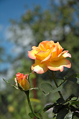 Image showing Yellow-pink rose