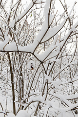 Image showing trees covered with snow