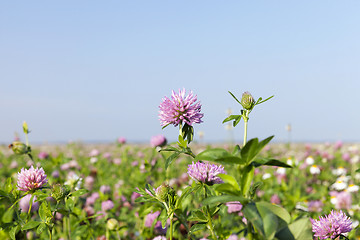 Image showing agricultural field with clover