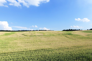 Image showing green immature cereals