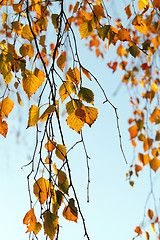 Image showing birch in autumn, close-up