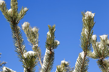 Image showing spruce branches, close-up