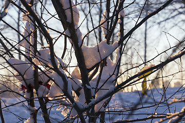 Image showing trees in the snow