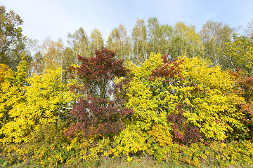 Image showing yellowed maple trees in autumn