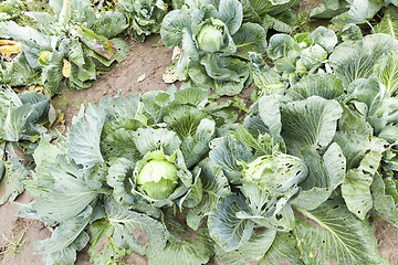 Image showing field with green cabbage