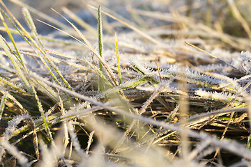 Image showing green grass in the frost