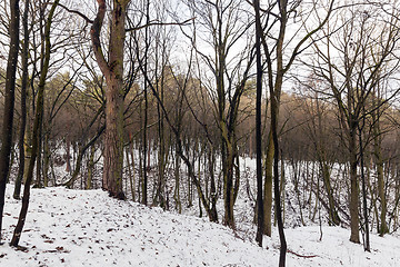 Image showing trees in winter forest