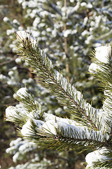 Image showing spruce in the snow, winter