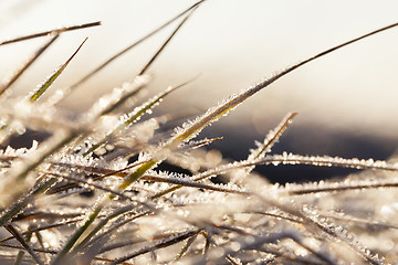 Image showing green grass in the frost