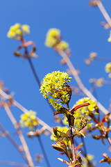 Image showing flowering maple tree