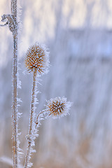 Image showing Echinops thistles plant