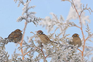 Image showing Little Sparrows on pine tree branch 