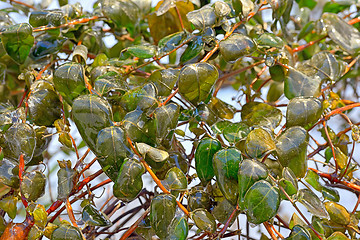 Image showing Rain frozen and leaves 