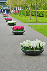 Image showing Hyacinth flowers in garden