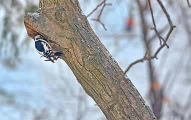 Image showing Male great spotted woodpecker (Dendrocopos major) 