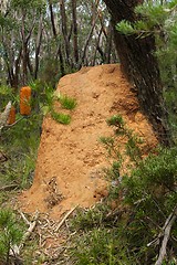 Image showing Termite mound in the woods