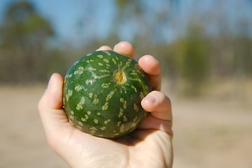 Image showing Small watermelon fruit