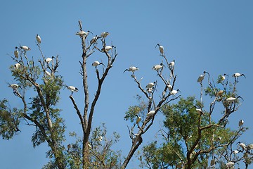 Image showing Birds on a tree