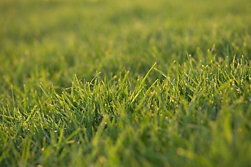Image showing Green Grass Field