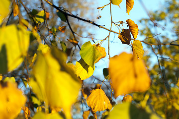 Image showing yellowed maple trees in autumn