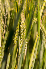 Image showing Field with cereal