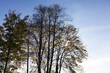 Image showing yellowed maple trees in autumn