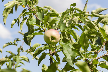 Image showing Green apples on the tree