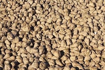 Image showing beet roots, the field