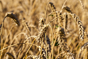 Image showing field with rye