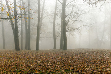 Image showing Fog in autumn season