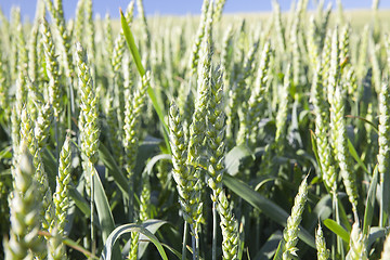 Image showing Field with cereal