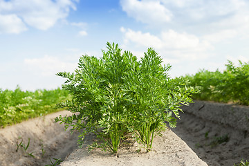 Image showing Field with carrot