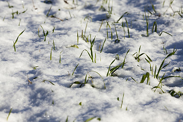 Image showing land covered with snow