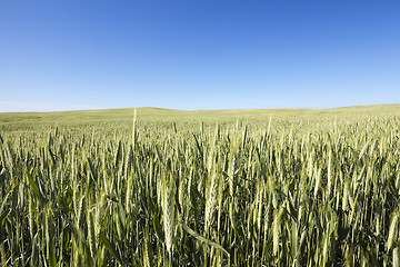 Image showing Field with cereal