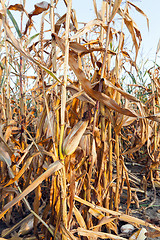 Image showing yellowed ripe corn