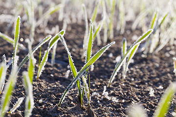 Image showing green wheat in frost, close-up