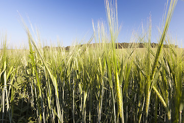 Image showing immature green grass