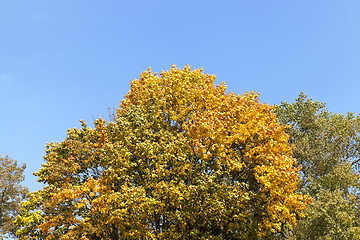 Image showing yellowed maple trees in autumn